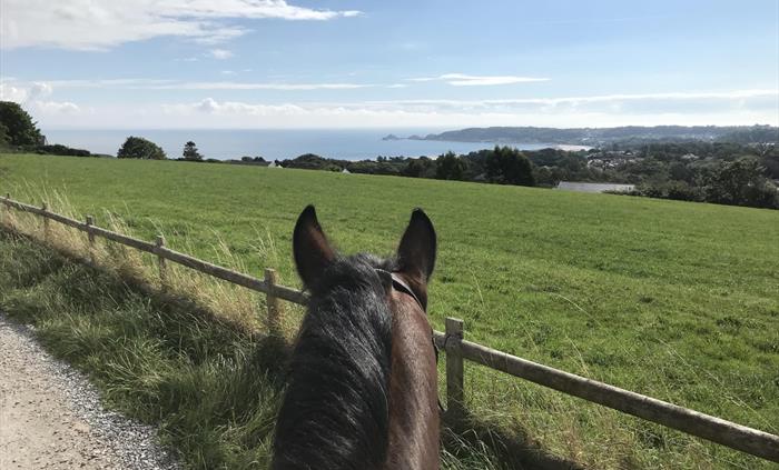 View over Swansea Bay through the ears of one of Clyne Farm's horses